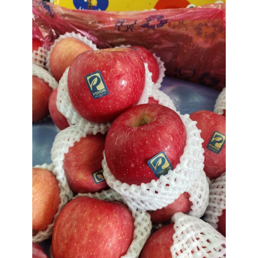 

Apel fuji bluss pohon