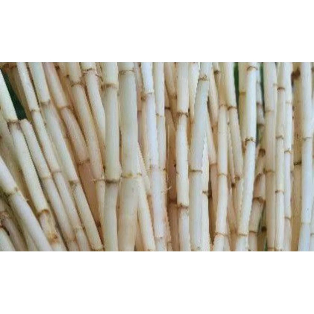 

akar alang-alang 100gr