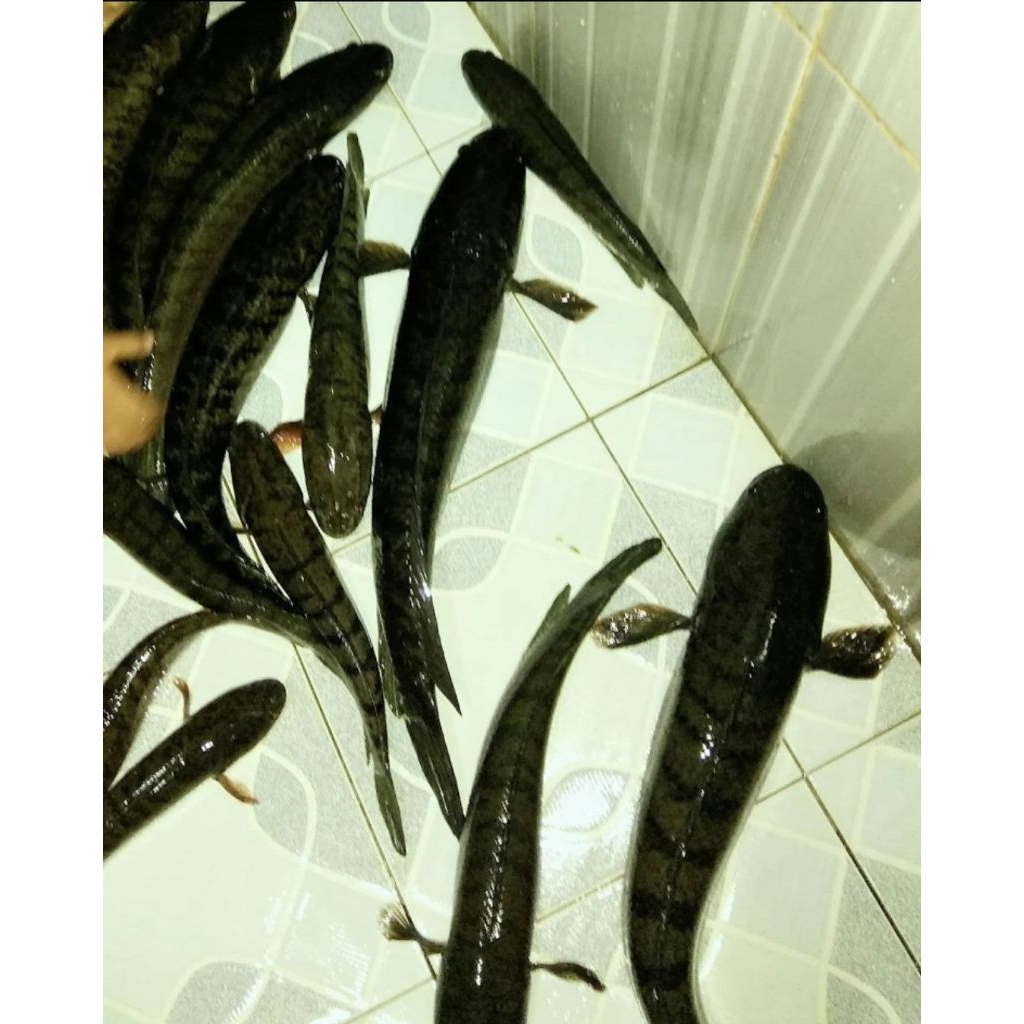 

IKAN GABUS Fresh 1kg Bandung