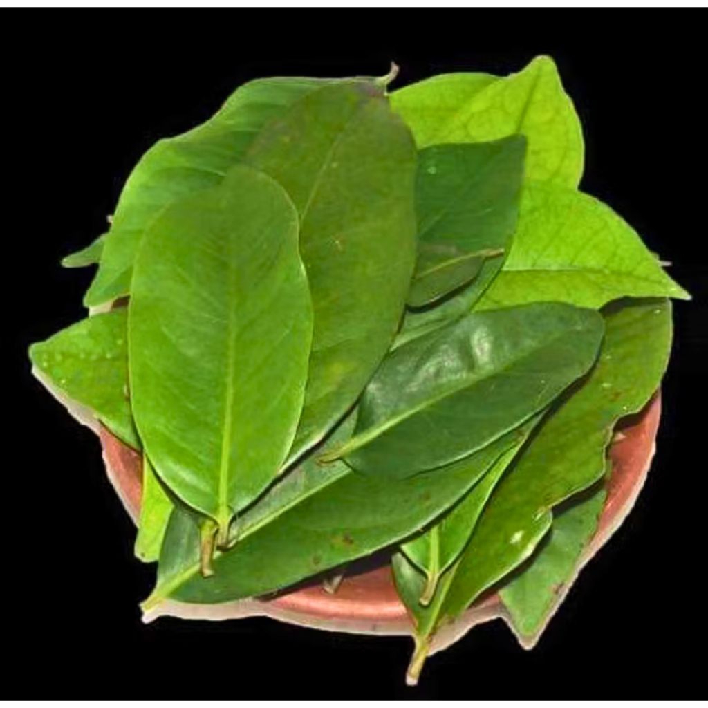 

DAUN NANGKA SEGAR/OBAT HERBAL