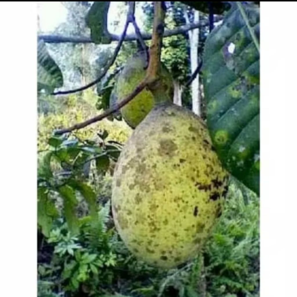 

jual buah Limus pakel matang/1kg