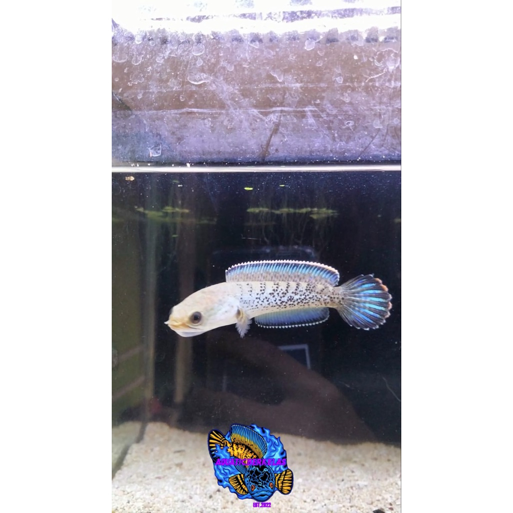 stewarti baby channa kualitas super Grade A size 5-6cm