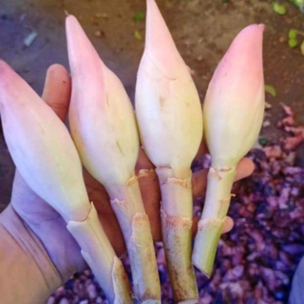 

bunga kecombrang sayur 4pcs