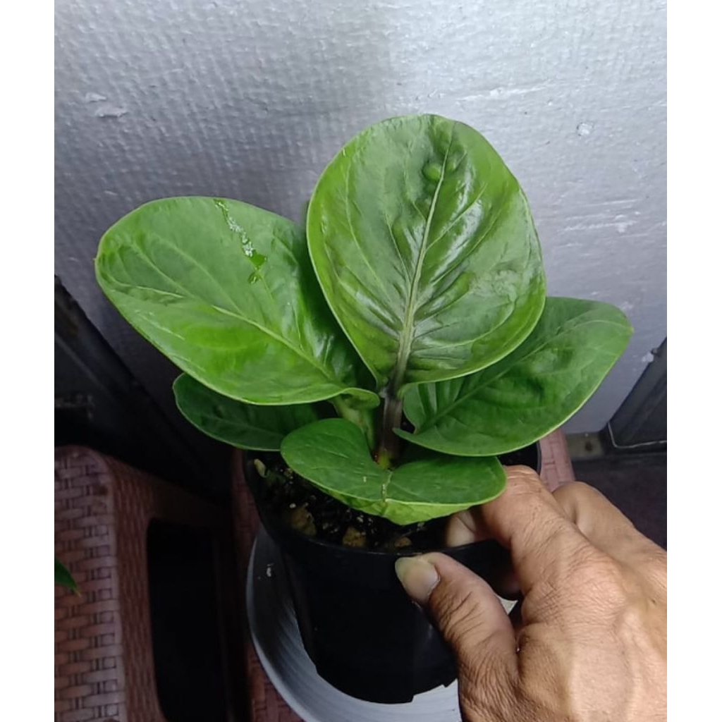anthurium jemani mangkok grandpa