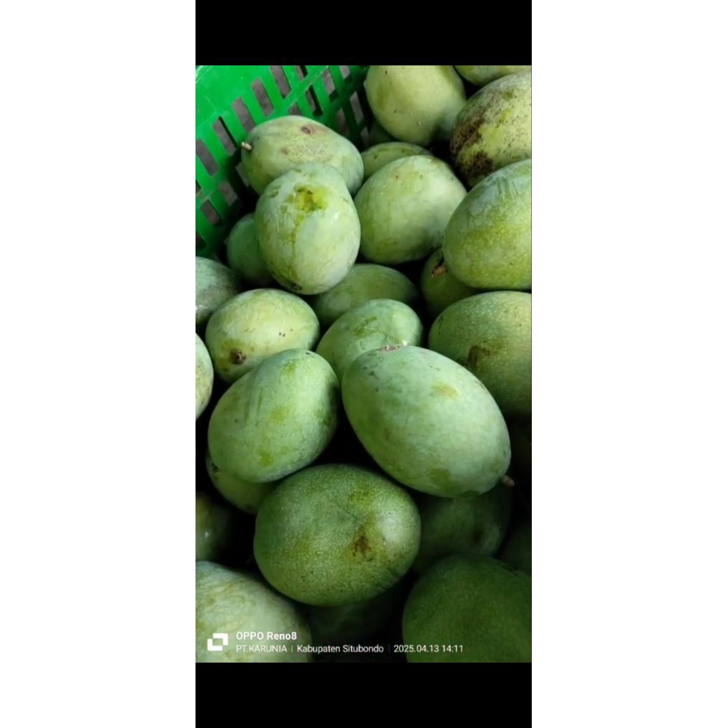 

mangga manalagi situbondo
