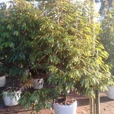 Bibit DURIAN MUSANGKING Pernah BERBUNGA Live