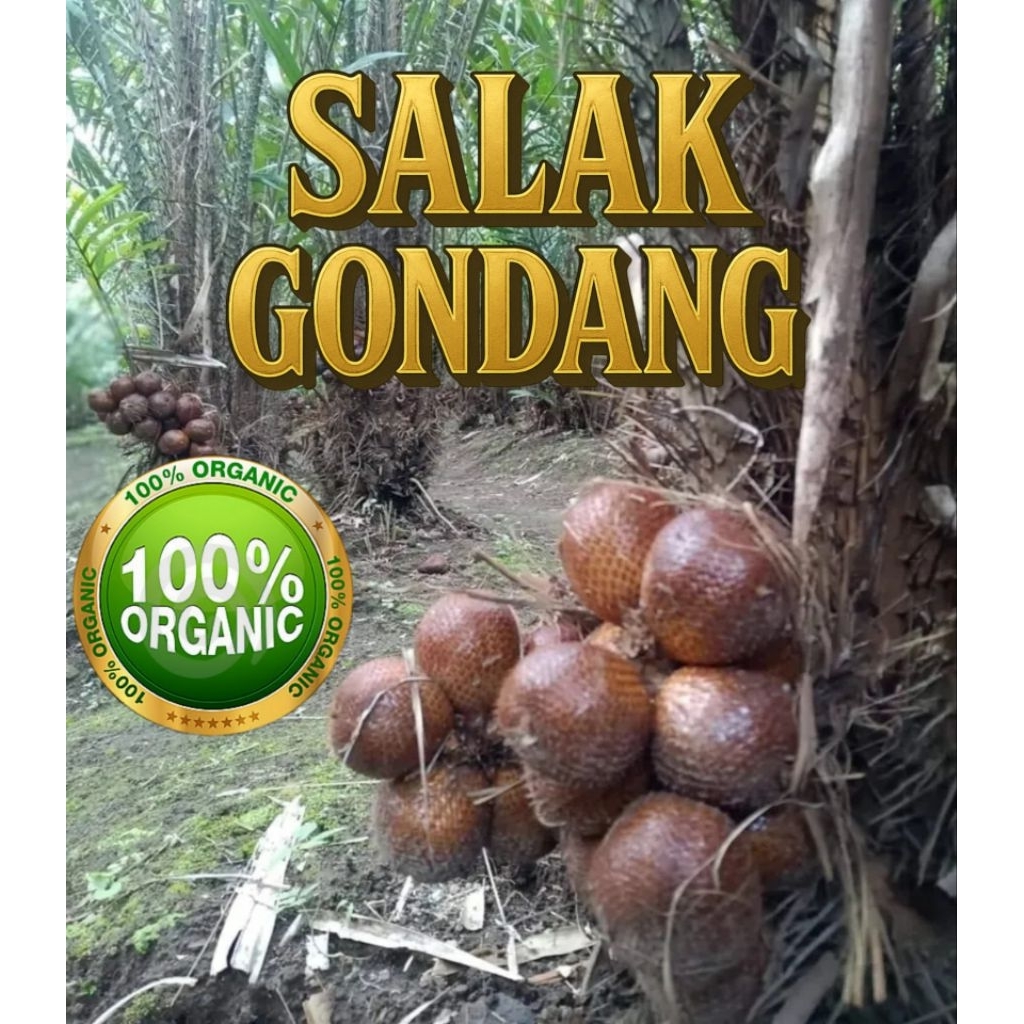 

Salak GONDANG buat RUJAKAN