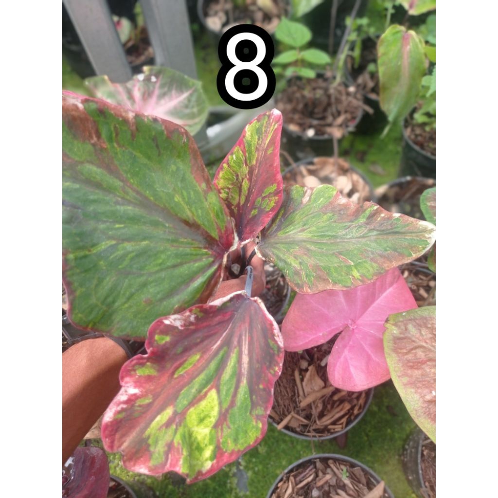 Tanaman Caladium Hybrid ekonomis