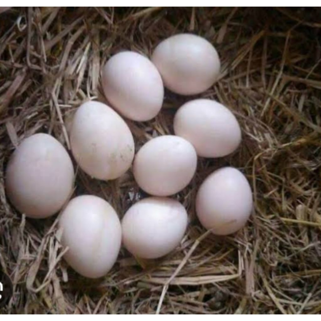 

Telur ayam Bangkok aduan kualitas super fertil bisa di tetaskan