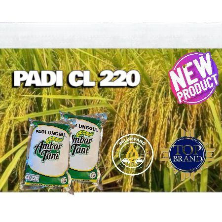 Bibit benih padi CL 220, Kemasan 1kg