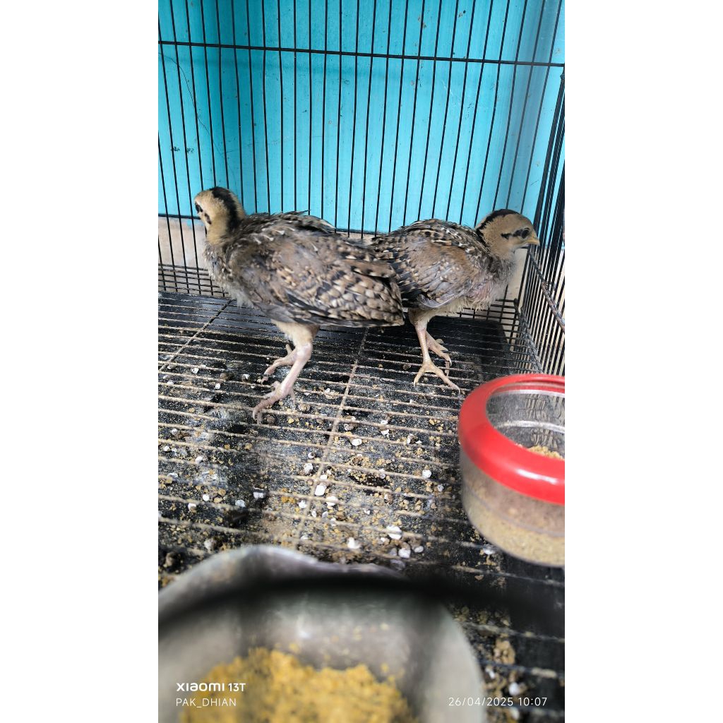 ANAK AYAM HUTAN HIJAU JANTAN (2BULANAN)