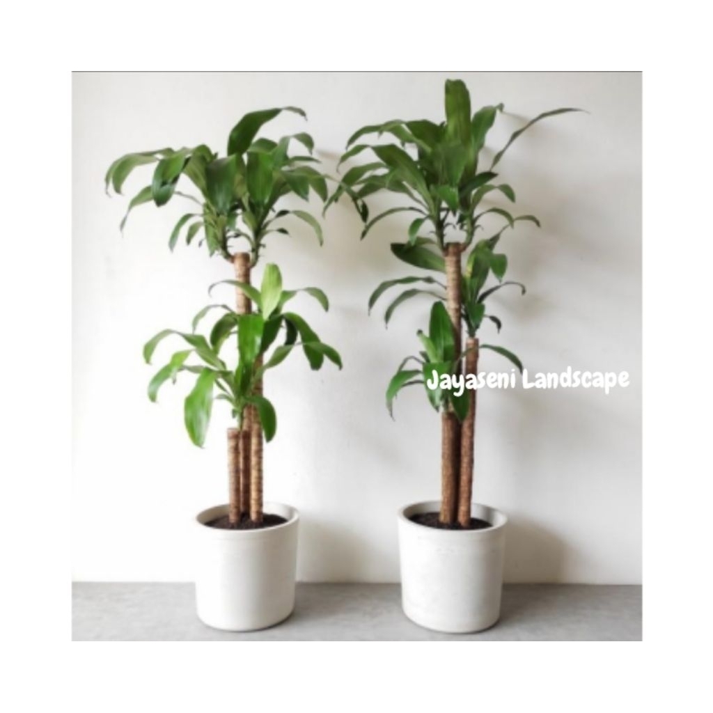 TANAMAN HIAS HANJUANG HIJAU 3BATANG + POT PUTIH