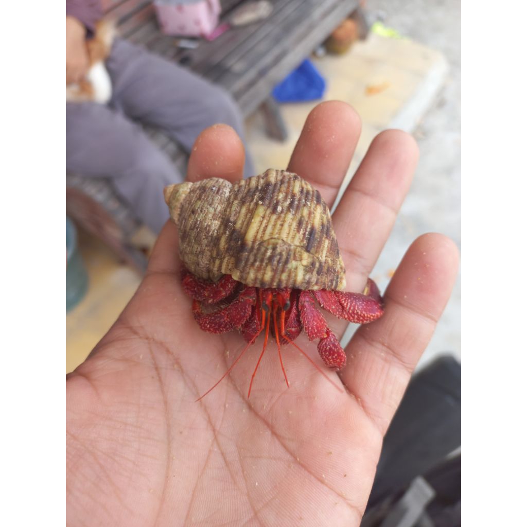 Kelomang Red Perlatus strawberry