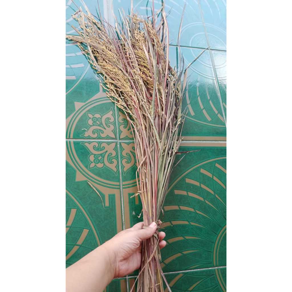 Padi Bertangkai Pelangi black Madras VALID