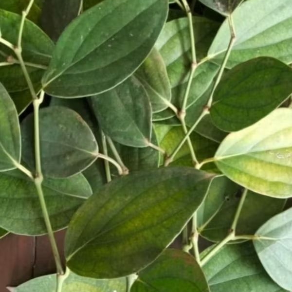 Bibit stek Lada / Merica