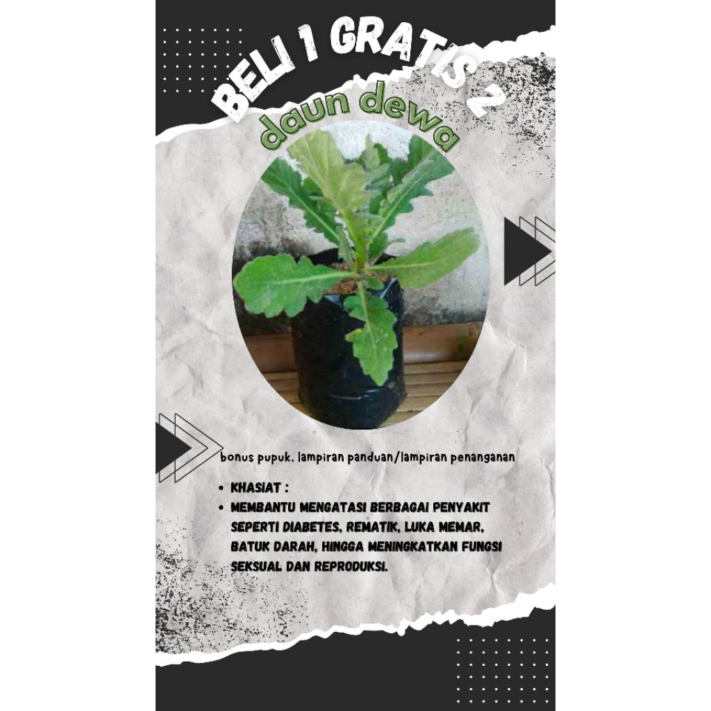 

promo beli satu gratis 2 tanaman herbal daun dewa