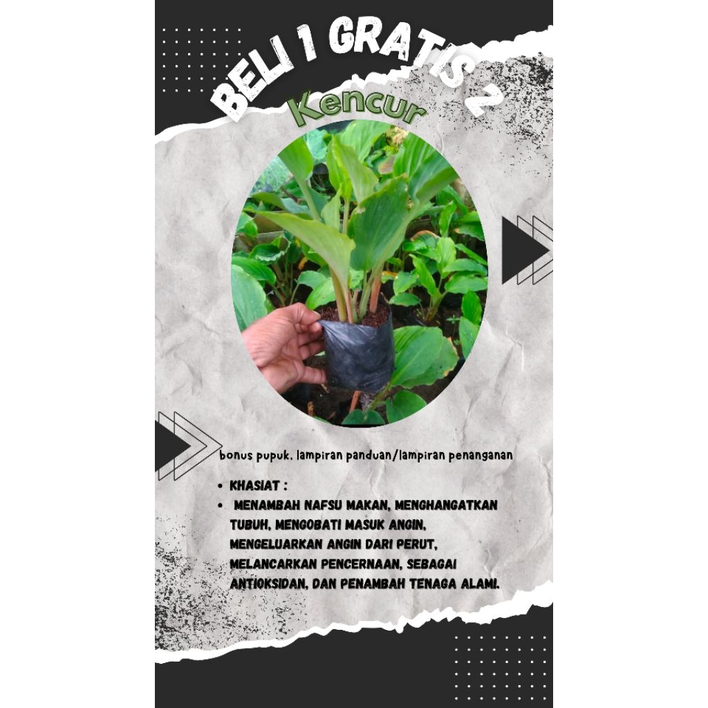 

promo beli satu gratis dua tanaman herbal kencur