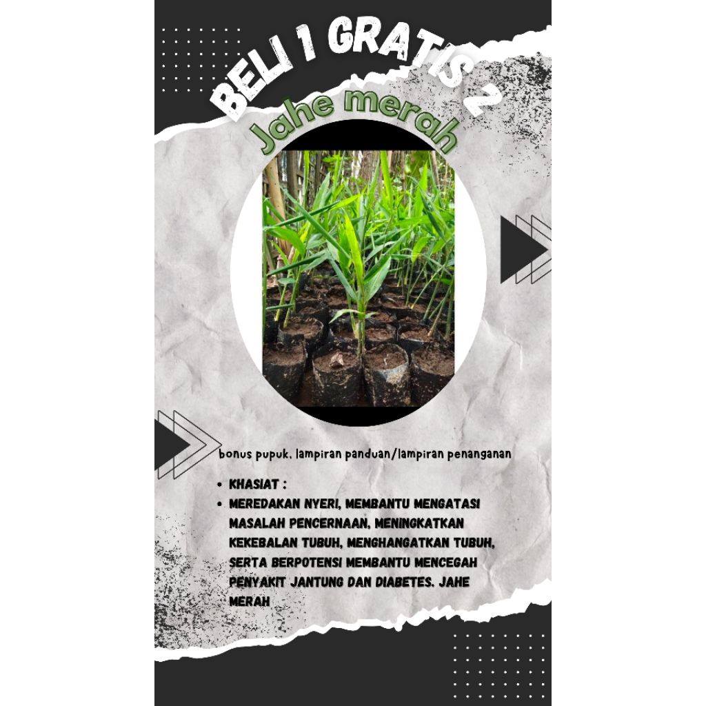 

promo beli satu gratis 2 tanaman herbal jahe merah