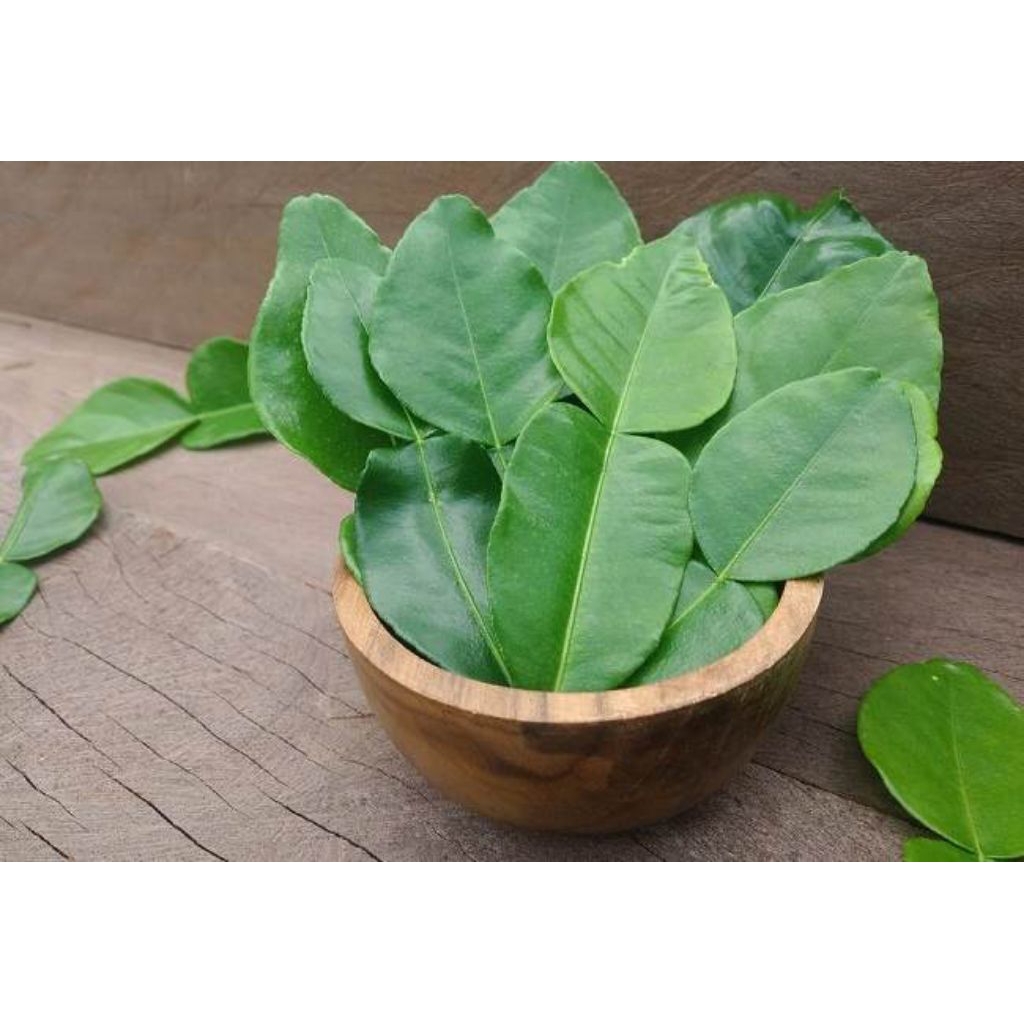 

Daun Jeruk Nipis