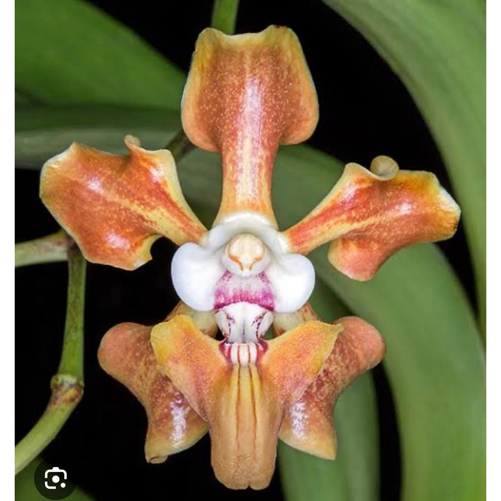 vanda helvola