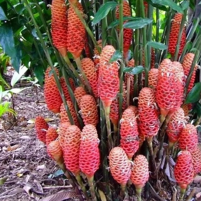 

rempah lempuyang /puyang fresh (1kg)di ambil saat ada pesanan