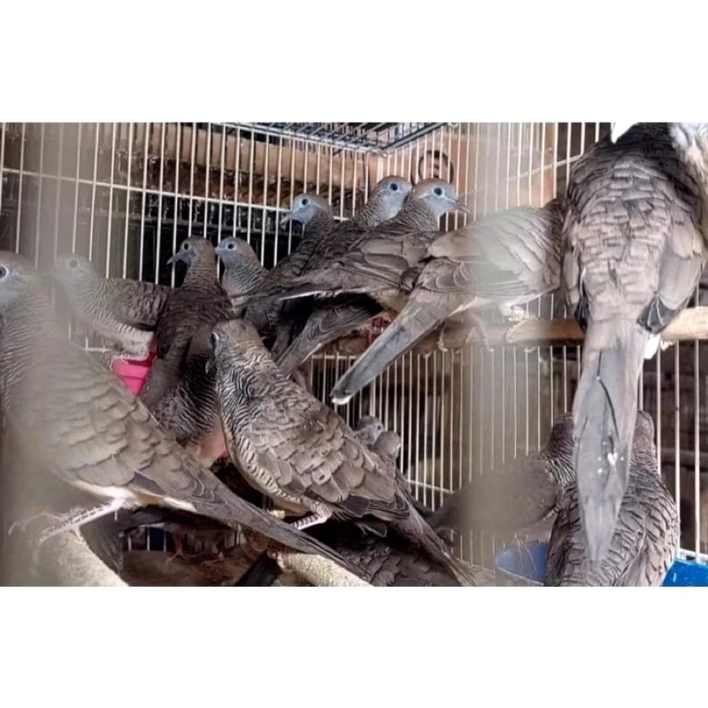 Perkutut Bangkok croseng Tersedia jantan dan betina