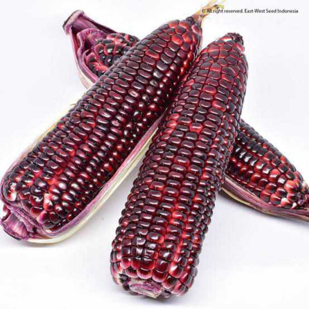 10 Benih Jangan Pulut Ungu Hibrida JANTAN F1 Jagung Ketan Hitam Cap PANAJAM Merah Bibit Benih Biji J