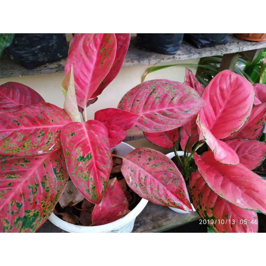 Cod Tanaman Hias Aglonema Red Wulandari/bibit tanaman hias wulandari