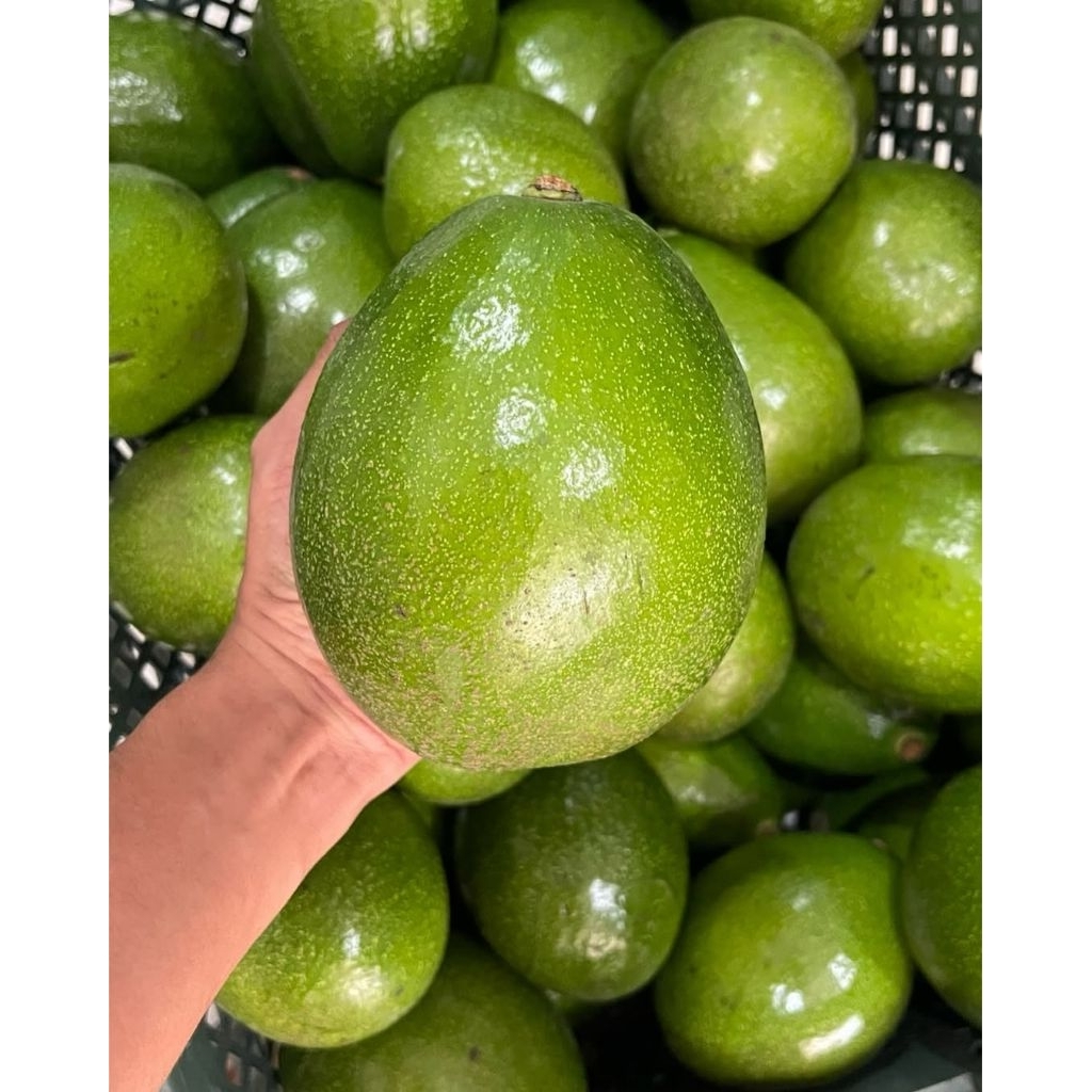

Alpukat mentega lokal super GRADE A 1kg isi 4-6buah