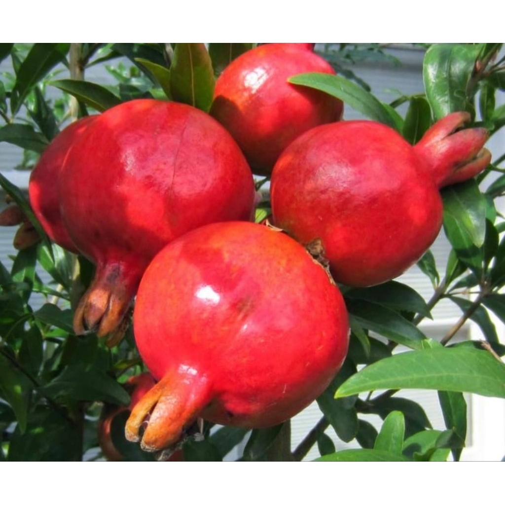 Pohon buah delima merah bibit tamanan pohon buah delima merah