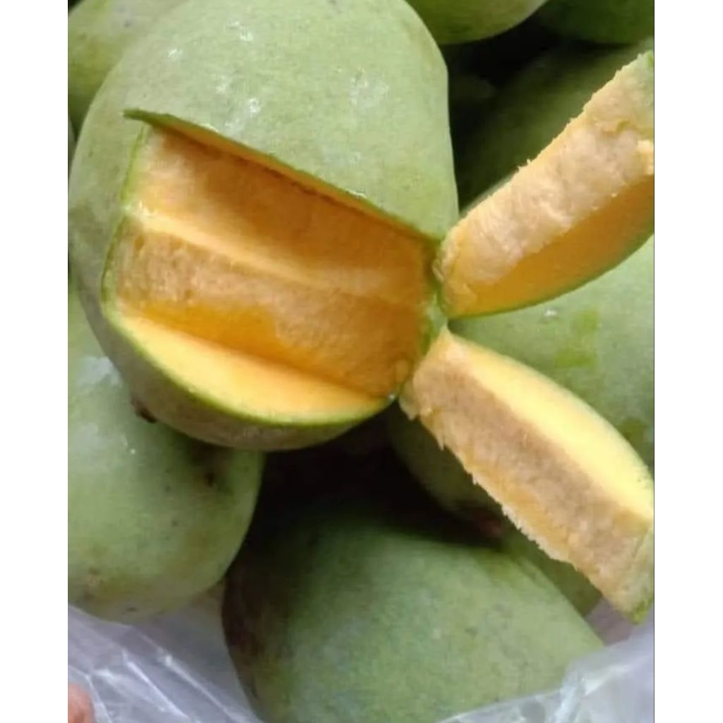 

mangga dermayu mangga indramayu mengkel tua dan muda 500 gram setengah kilo