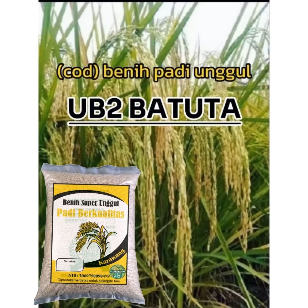 benih padi UB2 BATUTA super unggul. 10kg