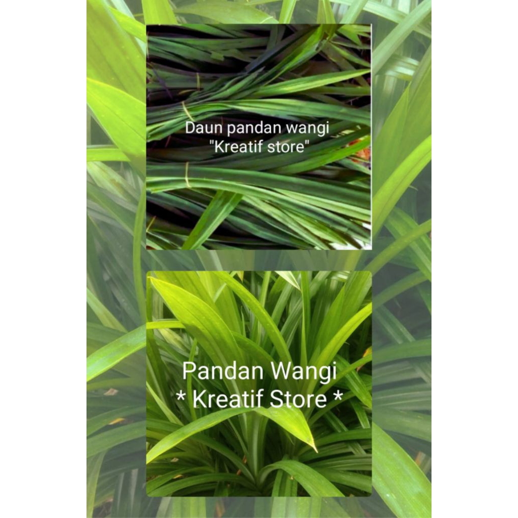 

PANDAN WANGI /BIBIT PANDAN WANGI DAN DAUN PANDAN WANGI Segar Fresh "kreatif store
