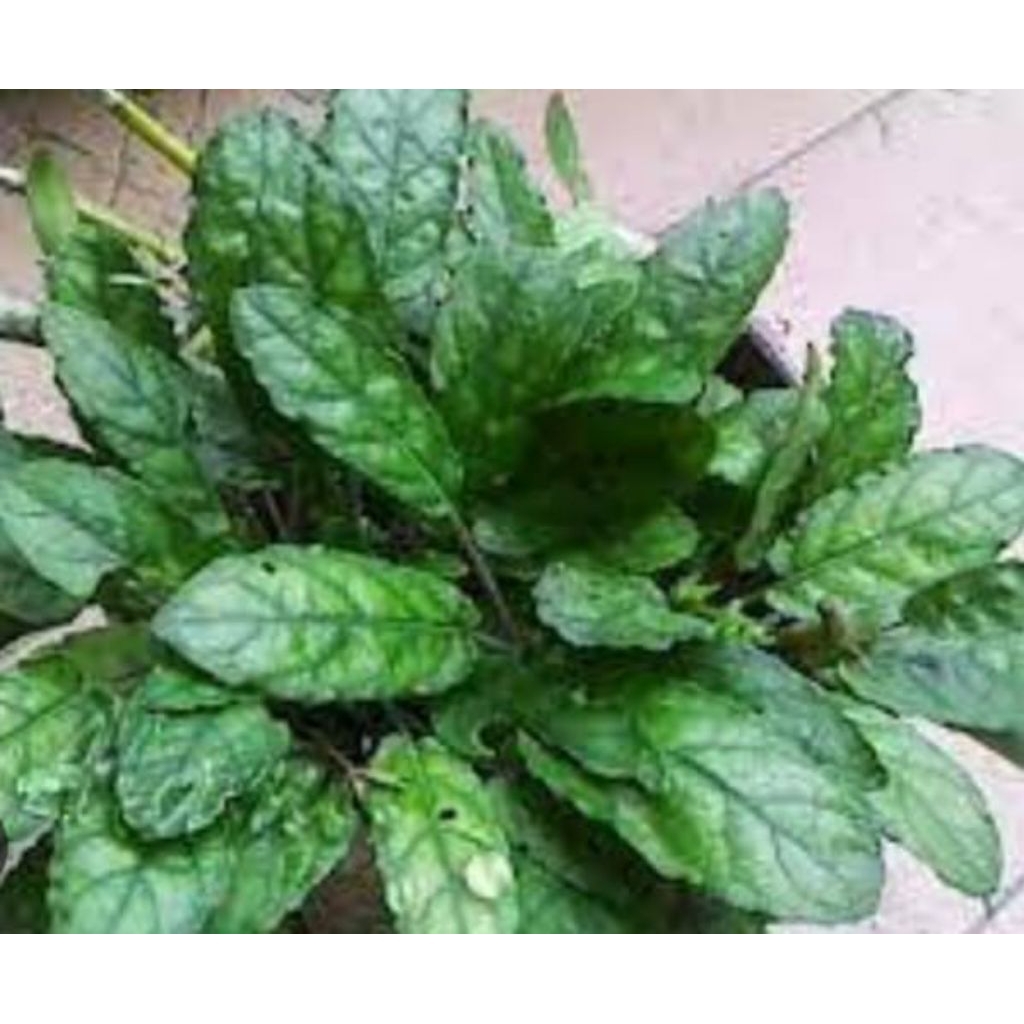 

bibit daun gempur batu herbal ginjal