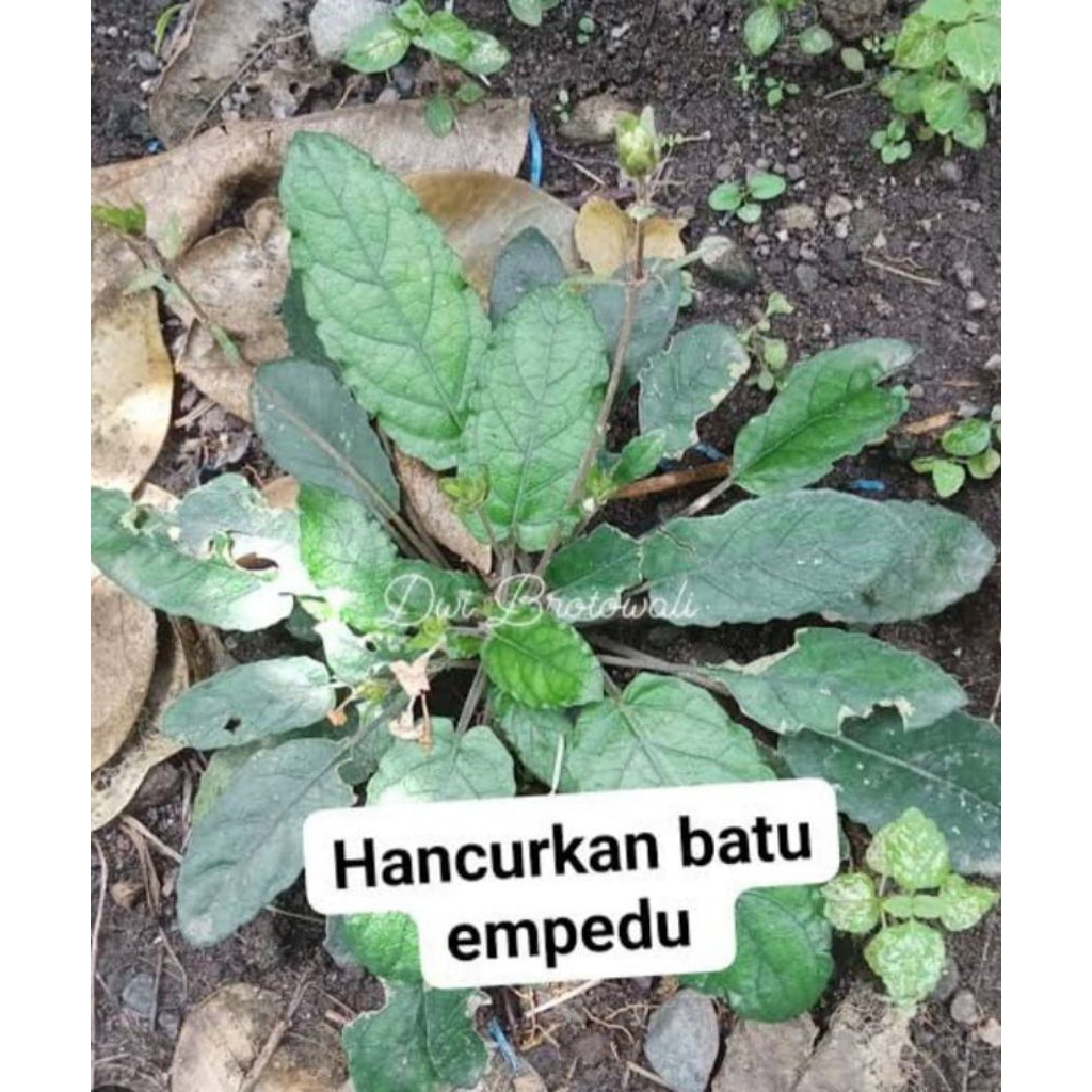 

DAUN GEMPUR BATU herbal batu gi ko oknjal dan kandung kemih