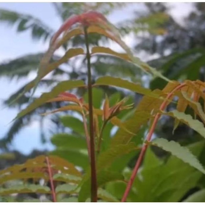 

daun surian atau suren dipetik langsung/1 kg