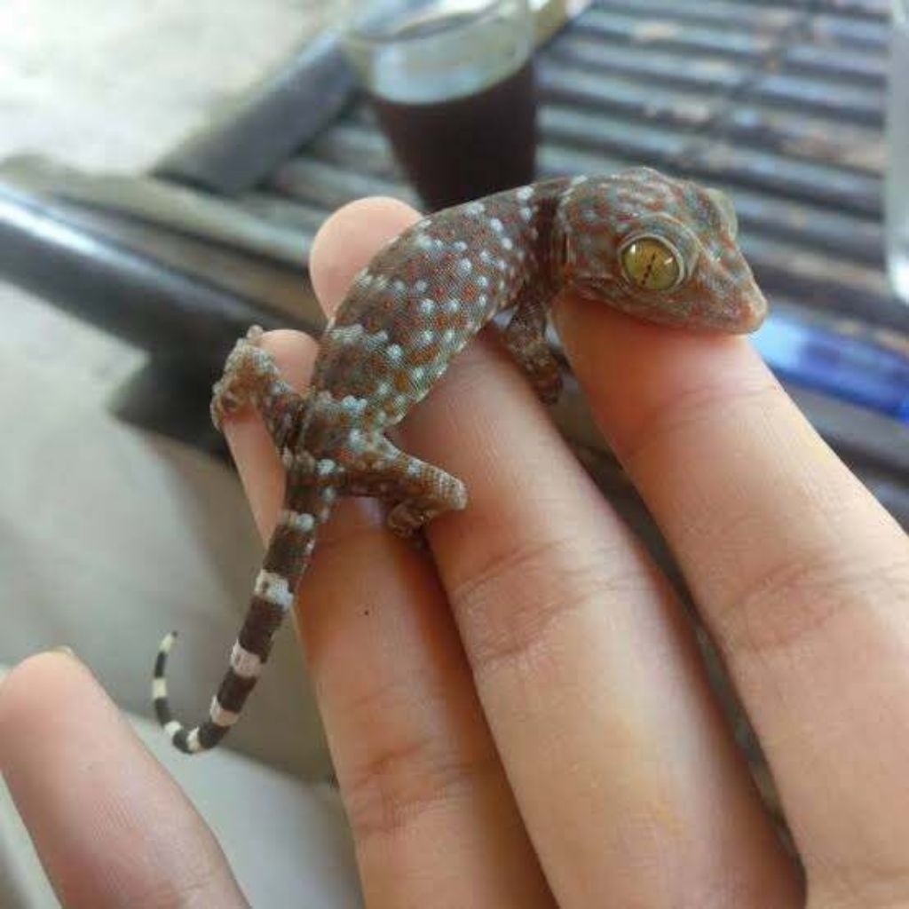 Mainan Baby Tokek Jinak Terawat