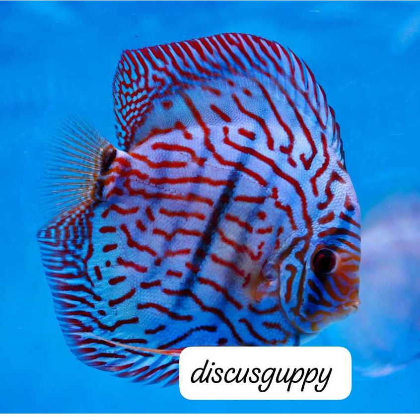 Briliant Blue Discus 2,5inch - Enhanced Edition
