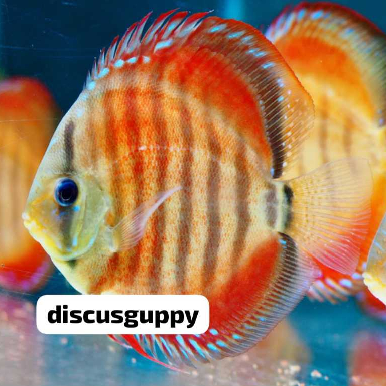 Alenquer Discus 2,5inch - Enhanced Edition