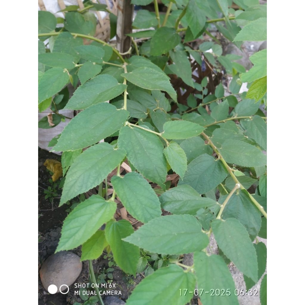 

daun kersen/talok/seri original,daun segar order baru petik obat herbal