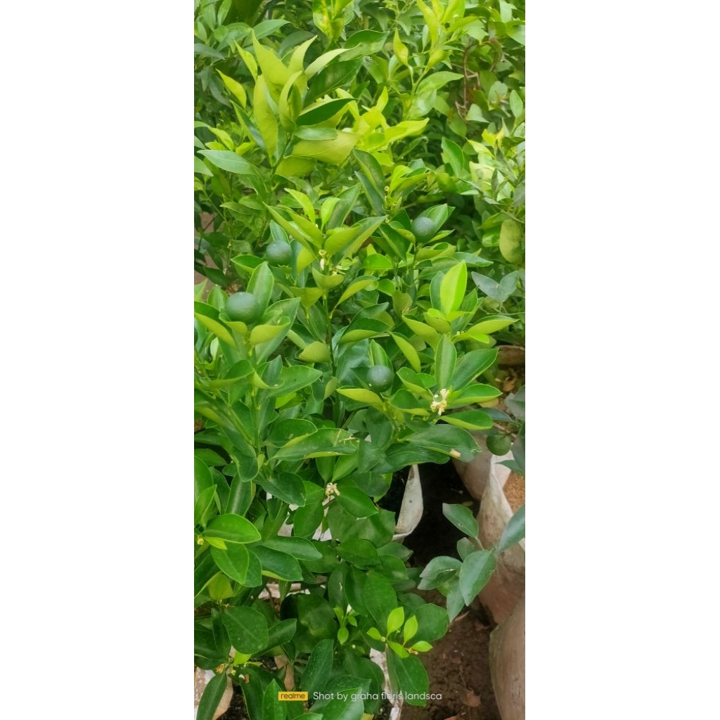 pohon jeruk kimkit/sonkit berbuah
