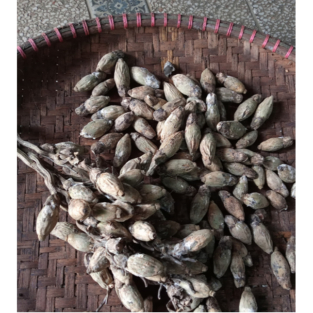 

1 Buah Pinang Kering (Areca catechu) Buah Jambe Kering