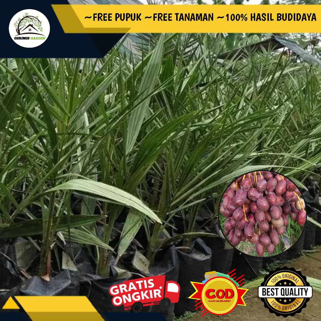 Bibit / Pohon Kurma Ajwa Arab Unggulan Terbaik