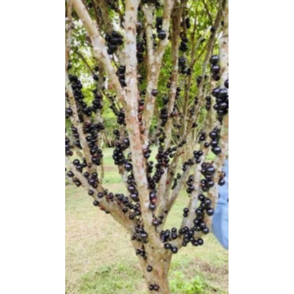 bibit,anggur,Brazil,beli(3)bonus(2)bibit,anggur,isabela