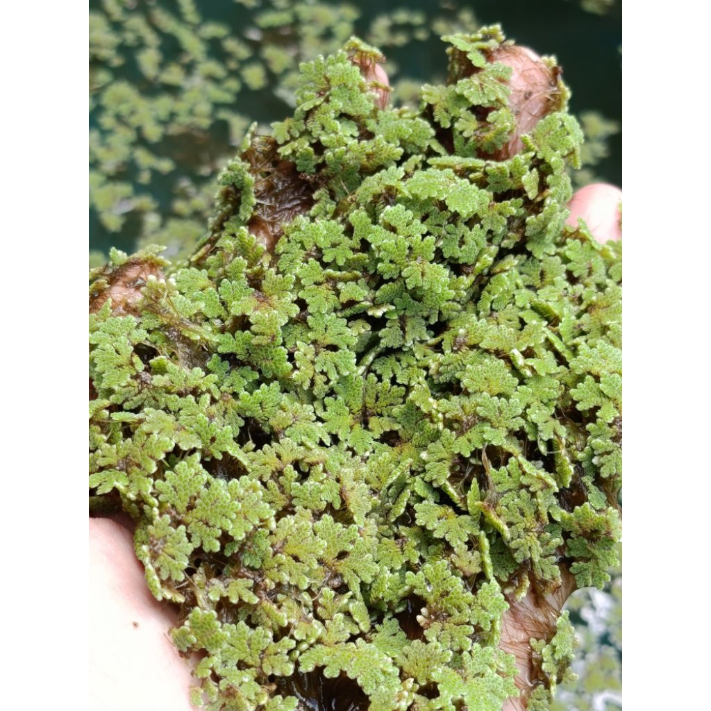 100gr Tamanan Azola Air