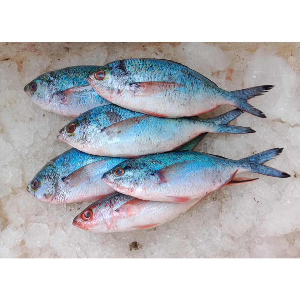 

Ikan Sulir Segar Ikan Sulir Ikan Laut Segar 1Kg