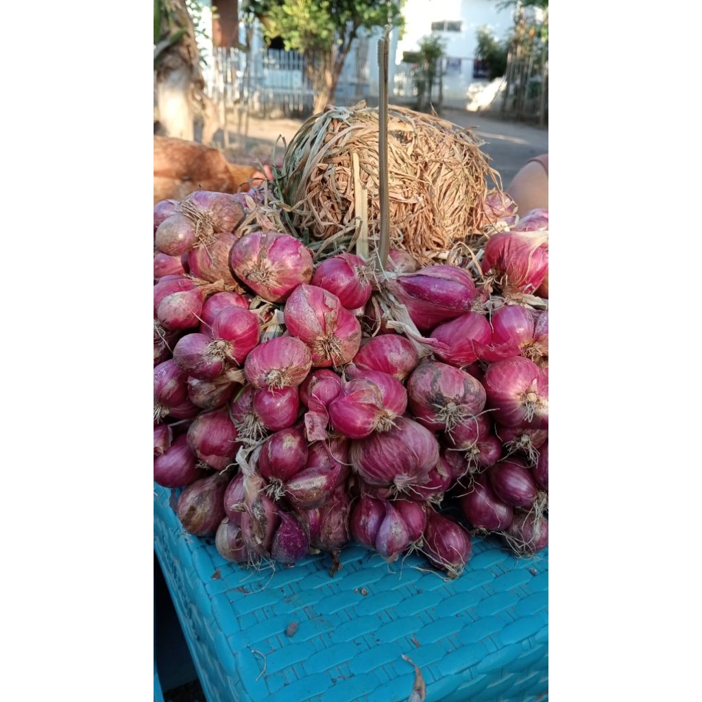 

ready bawang merah, bawang merah Probolinggo asli petani Probolinggo