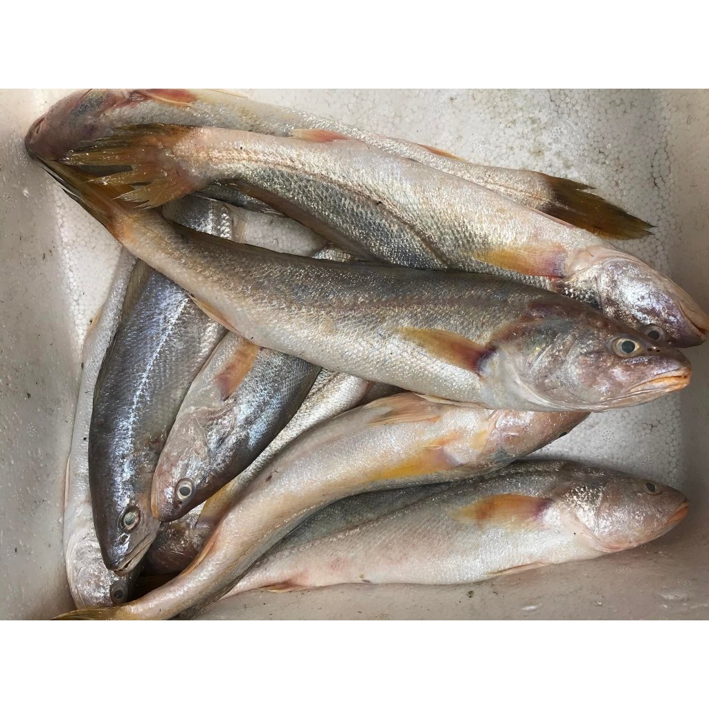 

Ikan Samge Segar Ikan Samge 1Kg Ikan Laut Segar