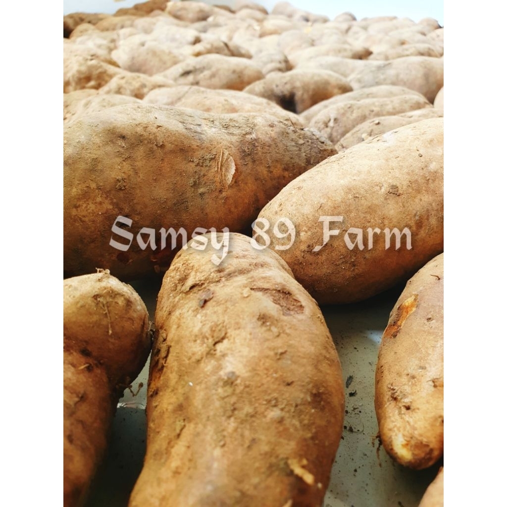 

Umbi GEMBILI / BILI 1 kg