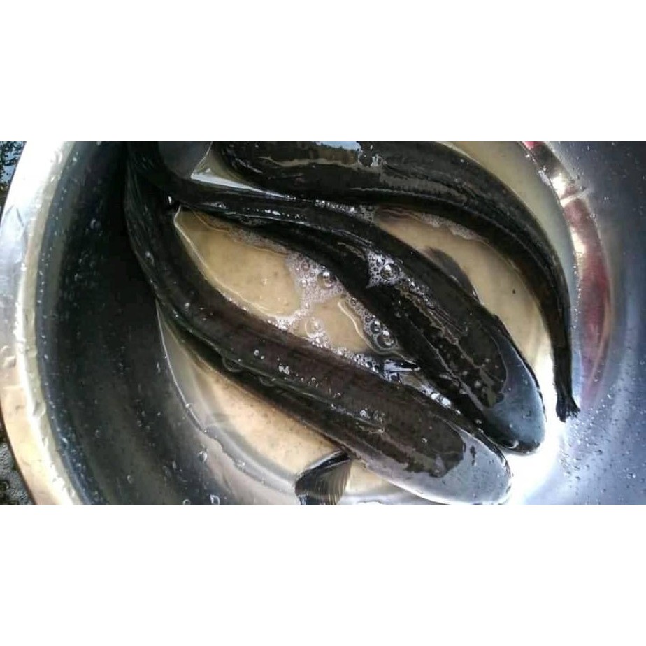 

Ikan Gabus Hidup Live Ikan Gabus Segar 1Kg